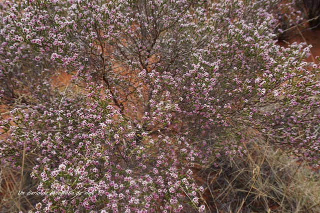 DSC06932.jpg